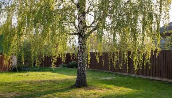 Вот почему предки боялись берёзы рядом с домом на участке: дело не только в мощных корнях