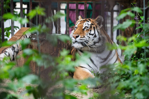 Ленинградский зоопарк готовит вольер: тигрица Виола родит надежду для зверинца