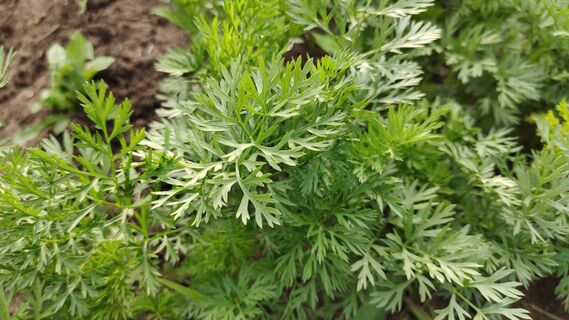 Когда и как сеять морковь в 2026 году: Лунный календарь, точные сроки, рекомендации по выращиванию 