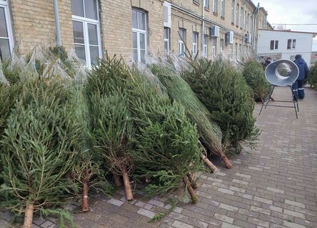 Ёлка, которая не осыпется: как выбрать живую красавицу к Новому году