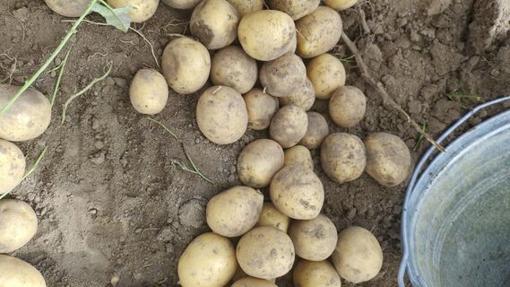 Не картофель, а ураган вкуса: с куста выдает по 25 клубней в любом регионе - все крупные, ровные, тают во рту 