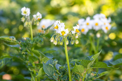 1 ложка в лунку – и картофель прет как на черноземе: урожай собираем по 10 кг с 1 куста – клубни крупные, лежкие, на вкус 10 из 10
