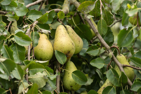 При появлении пятен на груше – обязательно: агроном Давыдова рассказала, как помочь дереву – урожай можно спасти