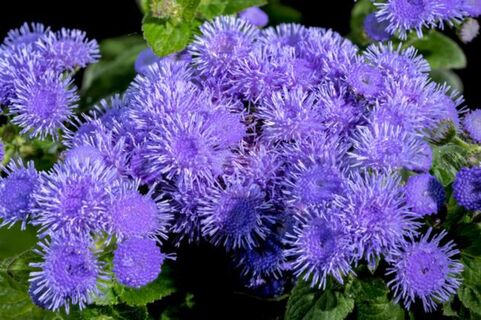 Этот ядовитый цветок – ваш соратник в огороде: белокрылку за километр отгонит – пчел магнитом притянет