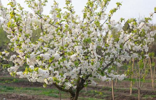 1 действие до цветения яблонь: Червей на дереве нет в помине - плоды сочные и ароматные