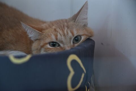 Отлов с камерой и карантином: мэрия Петербурга объявляет тендер за 6 млн