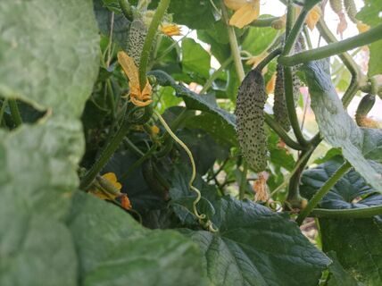 Не хрупкая огуречная рассада, а крепкие бойцы: 5 простых лайфхаков для мощных растений от деда Егора