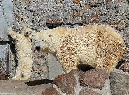 Кто съест 15 миллионов? Ленинградский зоопарк отдаст их на корм своим любимцам