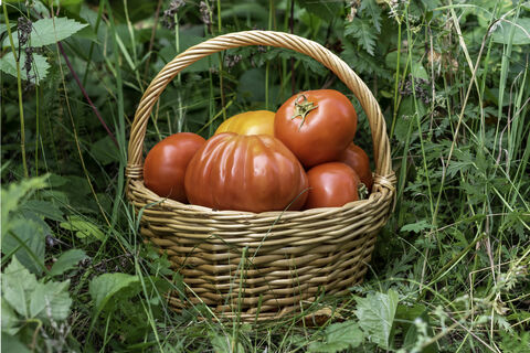 Не томат, а герой сезона: шпарит плоды как бешеный даже в холодное лето – каждый по 600 г и слаще сахарной ваты