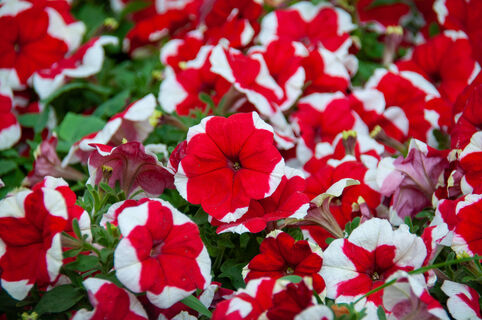 Когда сеять петунию на рассаду - Лунный календарь на февраль и март 2026 года: благоприятных дней мало