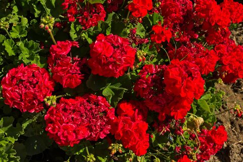 Беру секатор и рублю герань под корень в марте: Не "убиваю" куст, а дарю ему миллион бутонов