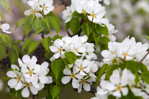 Яблоне весной - важнее всего: обрабатываем дерево в 3 этапа - вредителей и грибков даже с лупой не видно