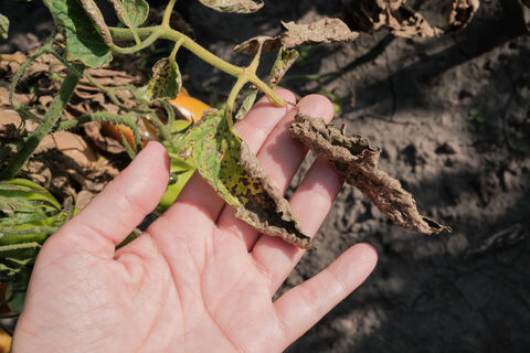 Ни фитофторы, ни кладоспориоза: 1 секрет для теплицы – спасет урожай даже в сырое лето