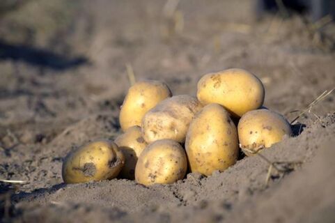 Сажаем картошку на Николу Летнего – копать не перекопать: приметы, поверья и запреты