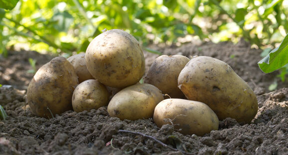 Сажаем картофель на Глафиру Горошницу – и урожай собираем по ведру с 1 куста: клубни крупные и вкусные – 5 народных примет