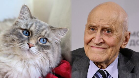 Всеобщая любовь: почему кошки покорили сердца людей, знает Дроздов
