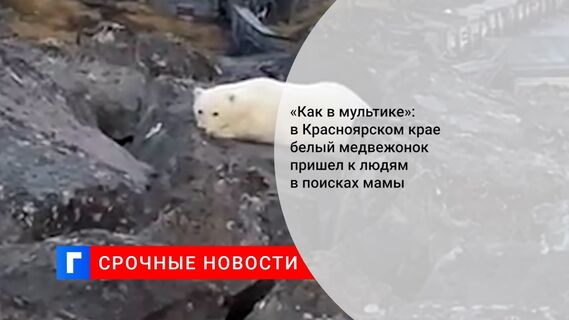 «Как в мультике»: в Красноярском крае белый медвежонок пришел к людям в поисках мамы