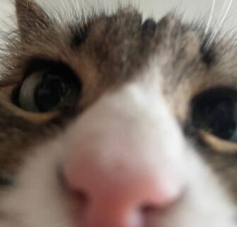 84 килограмма и два метра крыльев: кого спрятали под куполом Исаакия в Петербурге