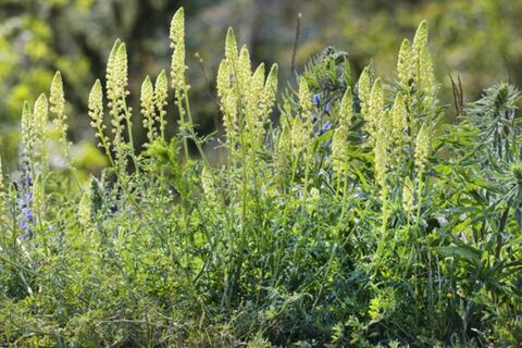 Одарит нежным ароматом: это растение обладает восхитительным запахом — цветет до самых заморозков