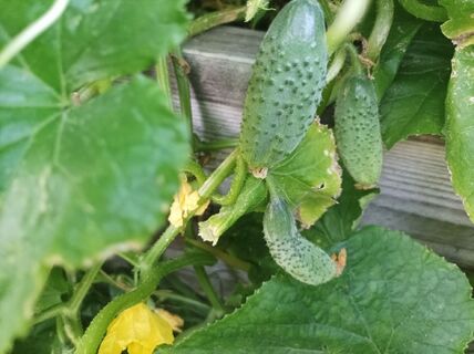 Вот почему в деревне урожай огурцов гигантский: секрет — шикарный дуэт золы и уксуса