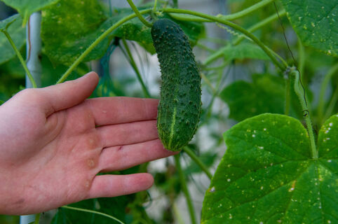 Из всех гибридов огурцов каждый год сажаю лишь 1: штампует зеленцы как бешеный до самых морозов  – урожай собираем бочками 