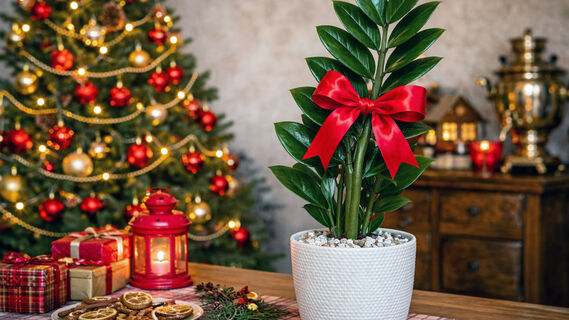 Растения в подарок