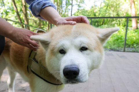 Питомцы под контролем: в Петербурге появятся официальные «собачьи парки»