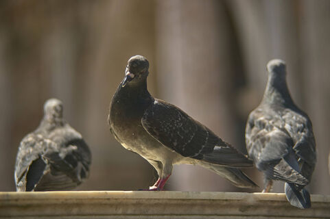 Орнитологи объяснили, чем опасны голуби на балконе и как их прогнать – 4 способа