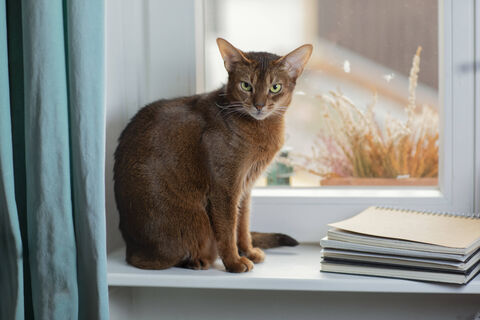 Не питомцы, а наказание какое-то: топ самых агрессивных пород кошек - будете ходить по струнке, если купите