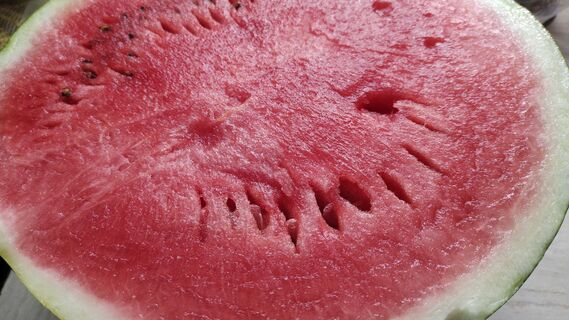 Когда и как сеять арбузы и дыни на рассаду в 2026 году: точные сроки, Лунный календарь, советы агронома Давыдовой 