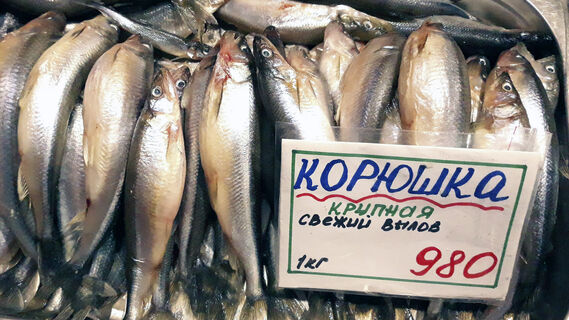 Корюшка