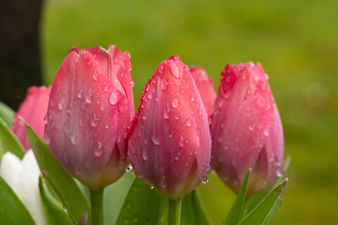 Тюльпанам при устойчивом плюсе — обязательно: 4 апрельские заботы для безудержного цветения — бутоны с ладонь