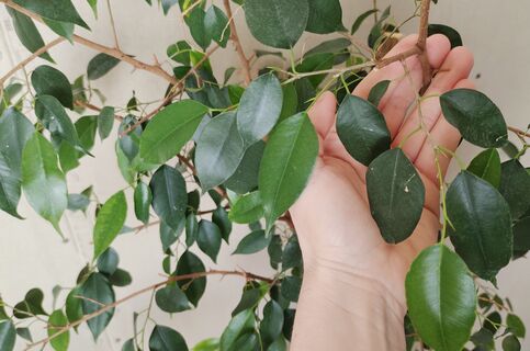 Фикусу Бенджамина в начале апреля - обязательно: 1 таблетка спасет от проплешин и листопада, эффект на весь год 