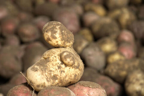 Мандариновые корки не выбрасываю: 1 в лунку при посадке картошки - от хруща и проволочника