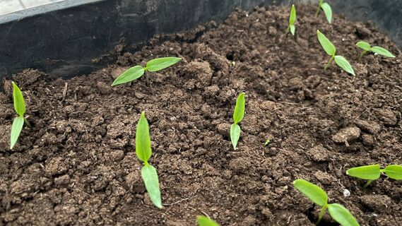 После появления петелек - сразу же: коренастая рассада вместо тощих сеянцев - 3 подкормки на выбор 