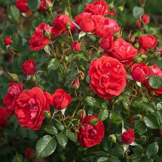 Розам в середине весны - строго необходимо: Завалят огромными шапками цветов