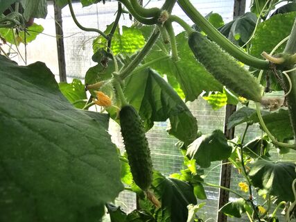 Не сорт, а изумрудный конвейер: шпарит плоды днем и ночью без всякого ухода – выбор агронома Давыдовой