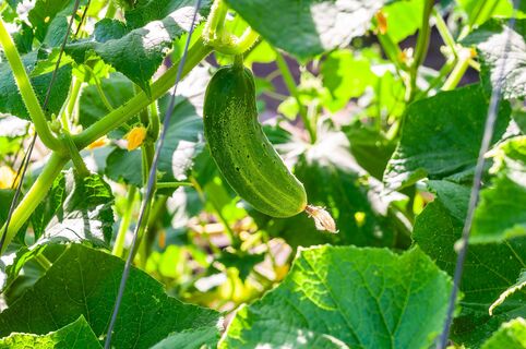 Из 10500 гибридов огурцов в открытый грунт сажаю лишь 1: прет как угорелый и в засуху, и в холода – урожай собираю мешками  