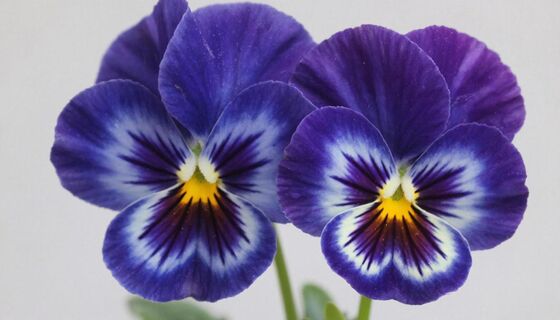 Какая жидкость для фиалки важнее воды: 1 стакан в горшок - и сенполия цветет 24/7 целый год 