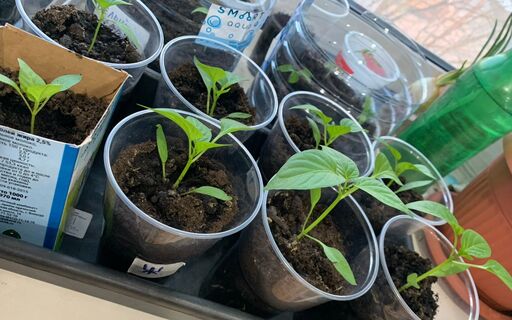 2 грошовых секрета – и рассада как взбесилась: прет без остановки – мощная, коренастая, урожайная