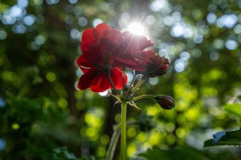 Не на выброс, а на пользу: лежачий способ укоренения пеларгонии – кривые обрезки превращаем в пышный куст