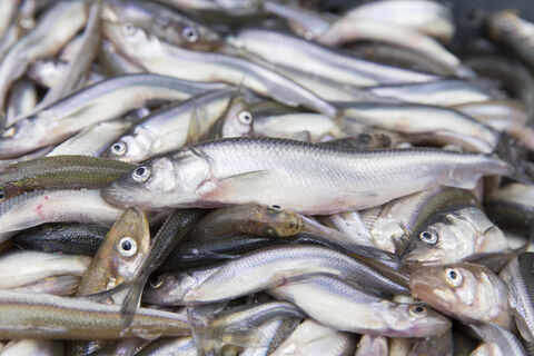 корюшка, рыба