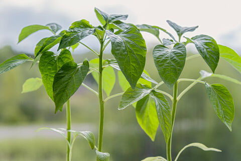 Рассада станет мощной и крепкой: 2 шт. в воду – и томаты с перцами окрепнут на глазах – будут толще пальца  