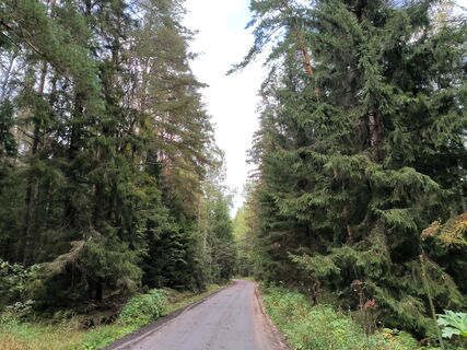 Пожароопасный сезон в Петербурге стартует 15 апреля: Беглов усилил защиту лесов камерами и техникой