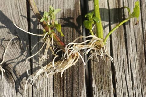 Умным садоводам танцы с бубном не нужны: черенок даст кисточку корней просто в воде, но обрезать - только так