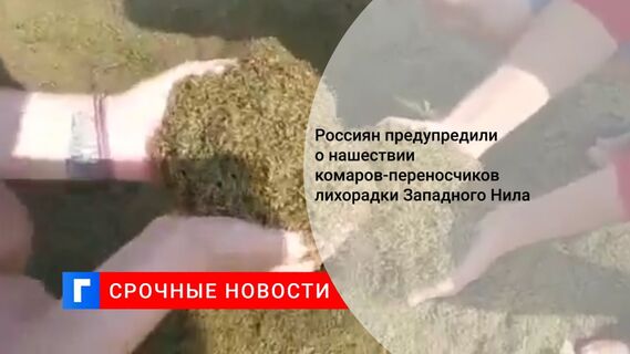 Россиян предупредили о нашествии комаров-переносчиков лихорадки Западного Нила