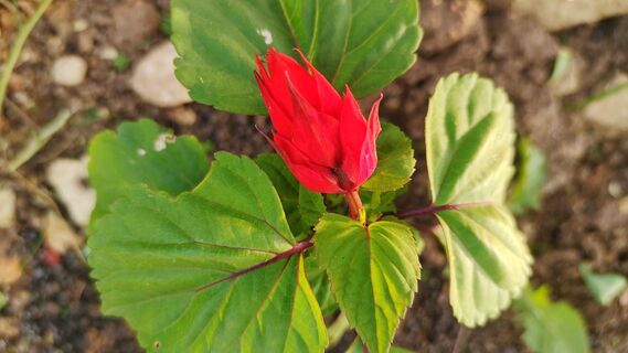 Когда и как сеять сальвию на рассаду в марте 2026 года: сроки, Лунный календарь, рекомендации агронома 