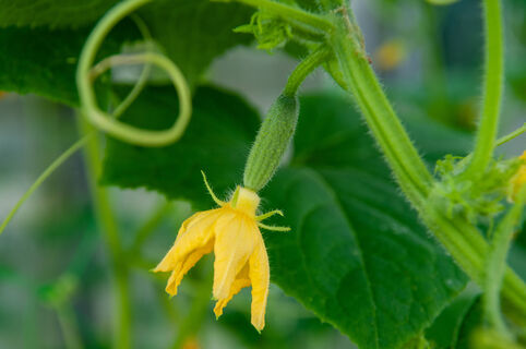 Яблоки — на шарлотку, кожуру — огурцам: четверть стакана под куст — от зеленцов спасу нет