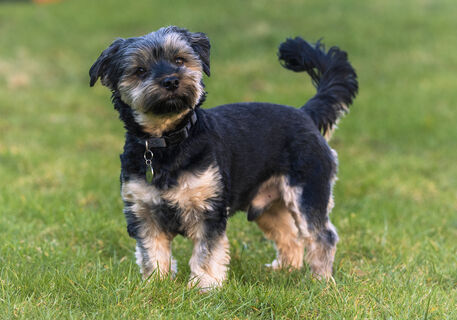 Городовой ру