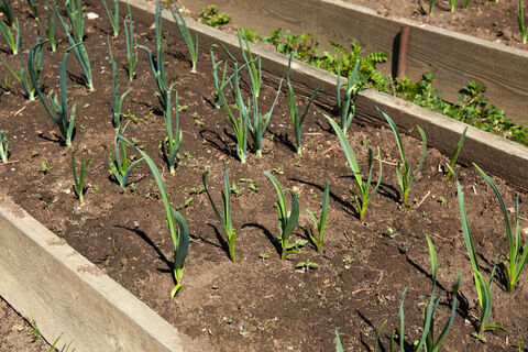3 ложки в воду - и перья чеснока станут изумрудными: никаких вредителей и желтизны - апрельская подкормка